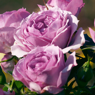 ޹�²��T��/��ɫ���h΢���¼� �W��΢���¼������̨��̨�����Nޱ