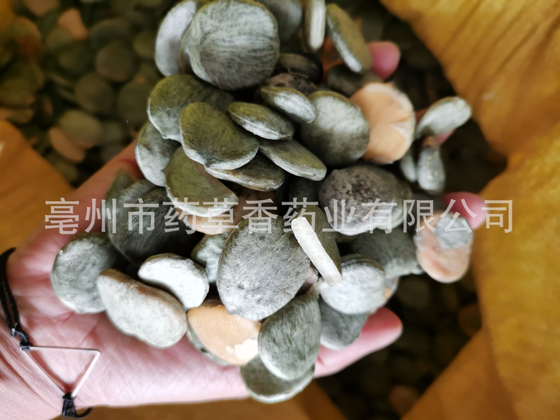 中药材 木鳖子仁 新货木鳖子仁漏苓子藤桐子产地大货批发木鳖子仁