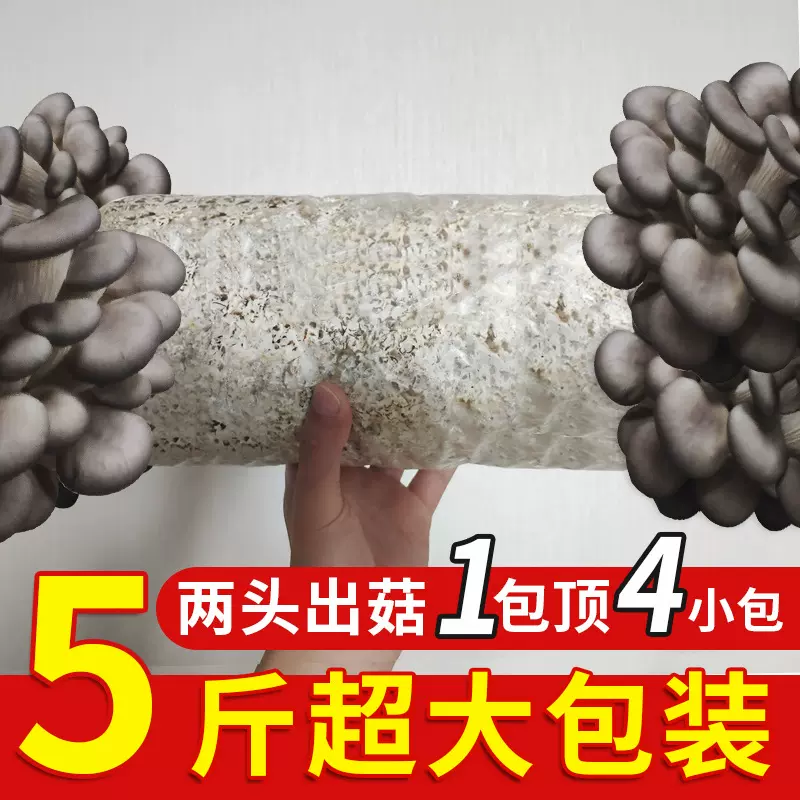批发5斤蘑菇菌包种植包黑平菇菌种食用菌药用园艺盆栽
