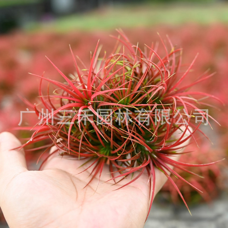 IMG_1728(20200826-091648)_副本.j