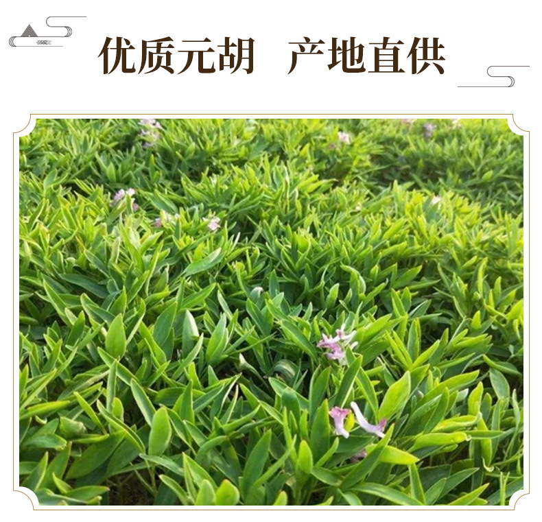 Corydalis Yan Hu Suo Dried Root TCM Herbal Decoction Slices 500g Zhejiang Origin key features