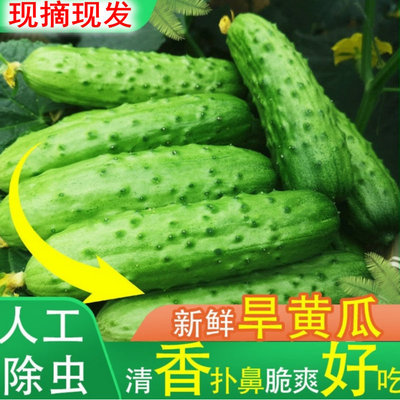 水果黃瓜新鮮現摘山東旱黃瓜農家自種當季蔬菜青瓜小黃瓜壹件代發