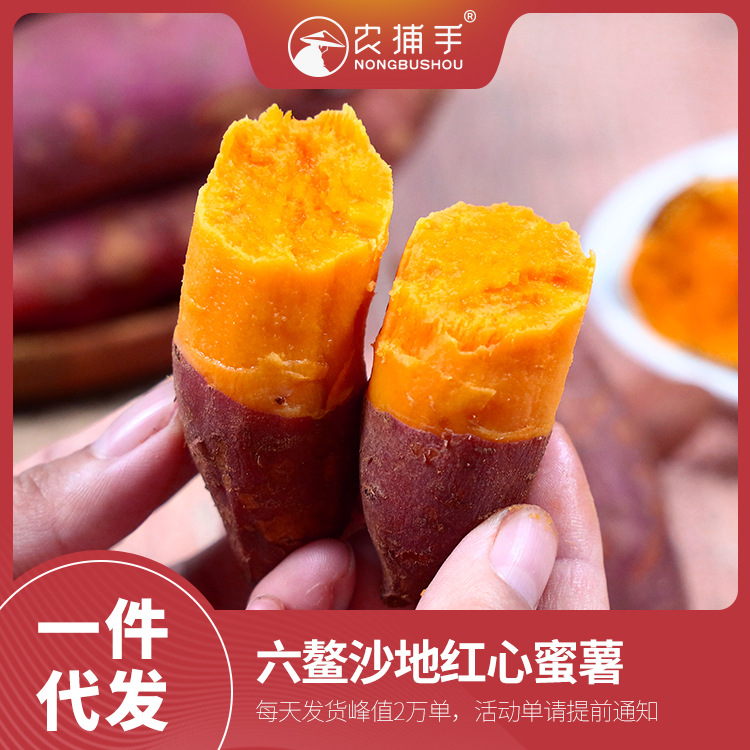 六鳌沙地红蜜薯沙地红心地瓜西瓜红大叶红批发一件代全国5斤包邮