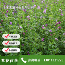 紫花苜蓿草種子 紫花苜蓿草種子批發 促銷價格 產地貨源 阿里巴巴
