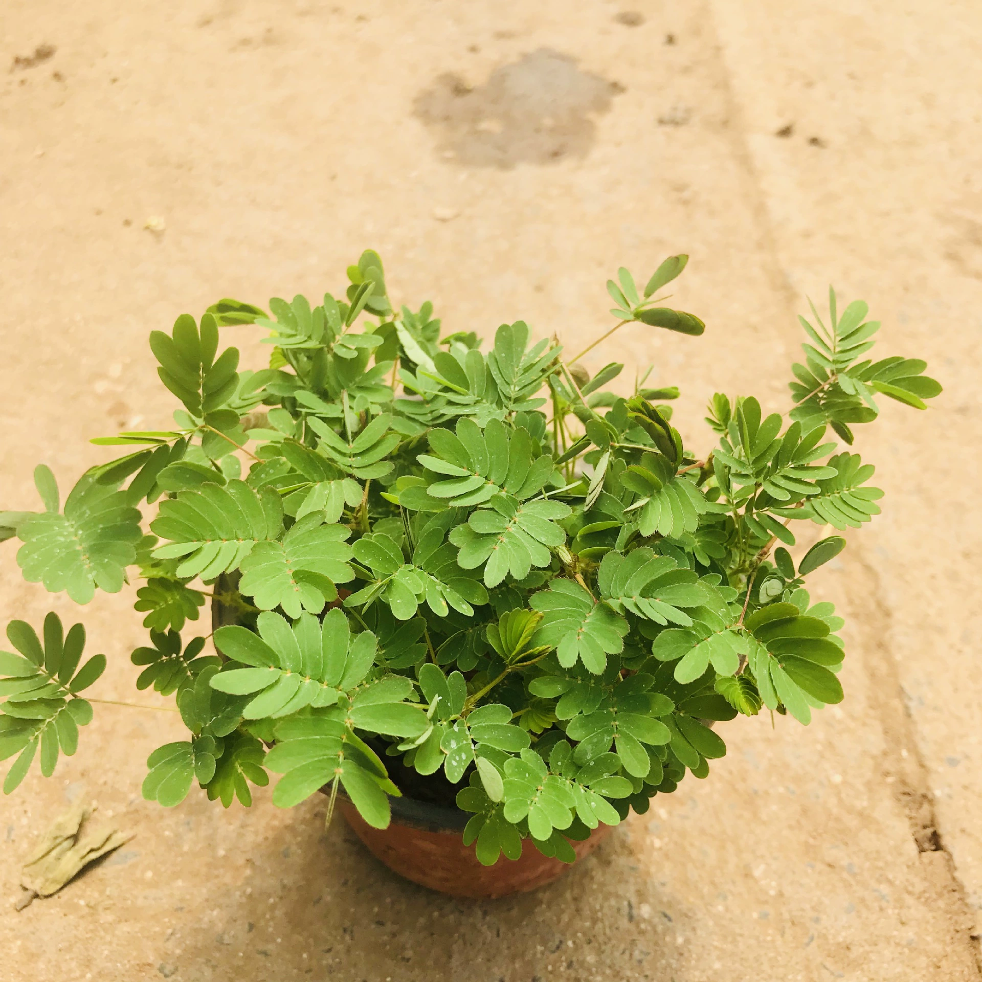 База оптовых продаж зеленых растений цветы маленькие горшечные офисные настольные забавные маленькие горшечные растения Начинающий легко выращивать зеленые растения