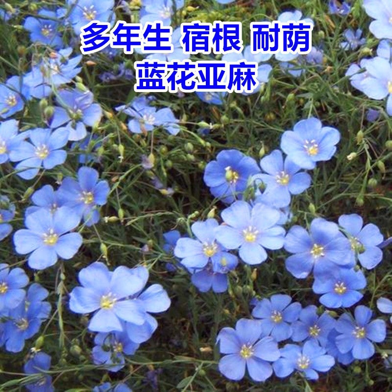 蓝花亚麻种子春播秋播耐寒多年生庭院园林景观户外草本花卉种子