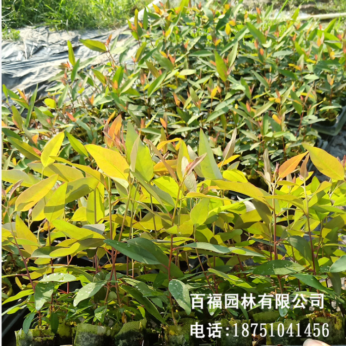 造林苗速生桉树苗绿化苗 现货供应园林绿化造林苗木 绿化工程苗-阿里巴巴