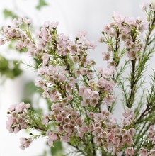 �Է�ɏ  ���W���滨��÷��Ʒ������������仨�ٻ�С���¾ջ���÷