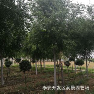 �ߗU�z��ľ��r�� 8���ֽz��ľ���l ɽ�|�z��ľ�Nֲ����