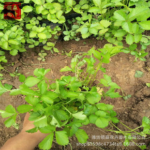 �G����ݮ Ұ��ݮ�޸����� ���N��ѿ�@�־��^�G��