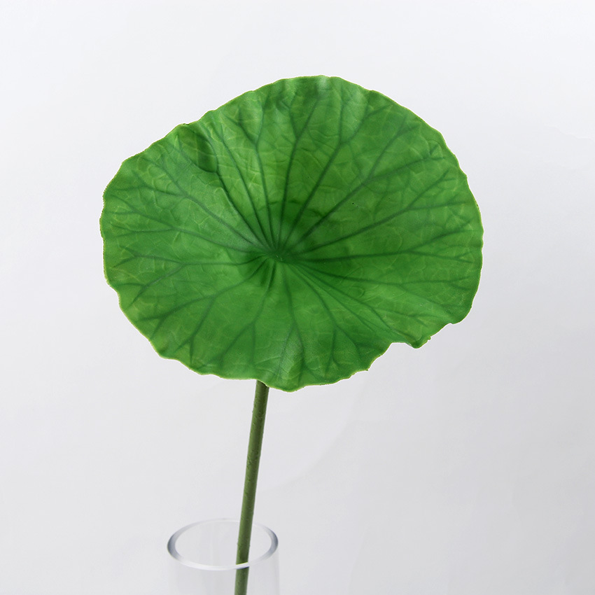 单支荷叶大.jpg