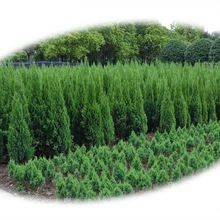 白皮松树苗大量销售工程绿化白皮松树苗批发价格