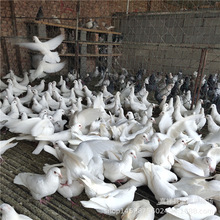 山東肉鴿養殖場白羽王種鴿 大體落地王鴿 二斤元寶鴿價格
