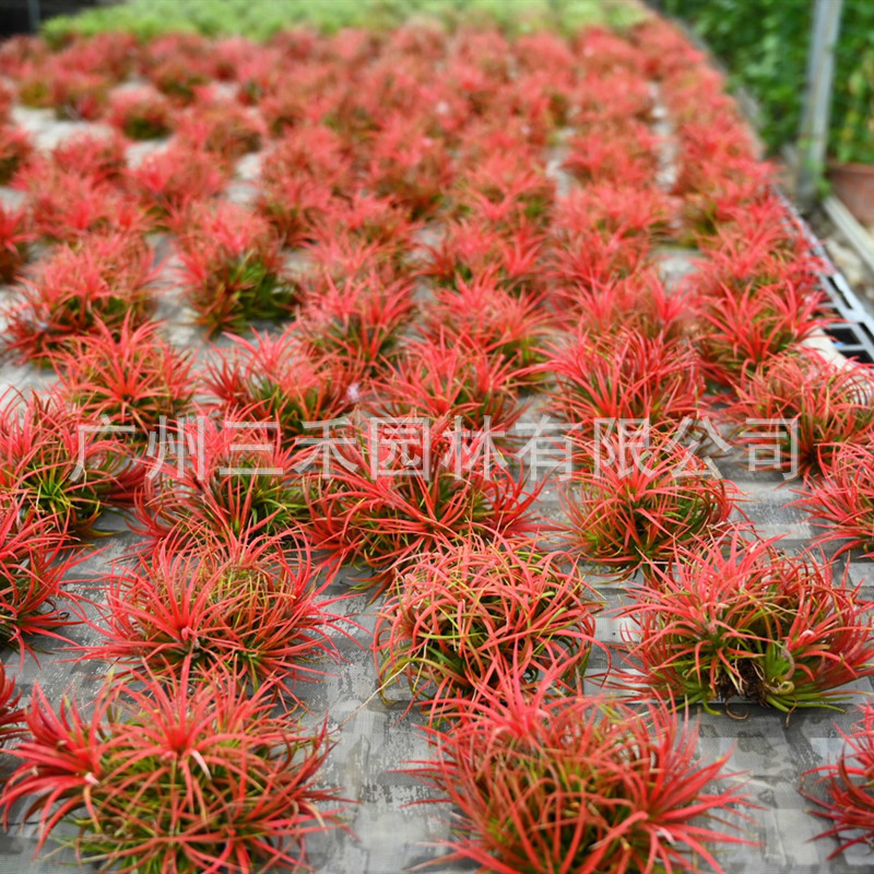 IMG_1726(20200826-091643)_副本.j