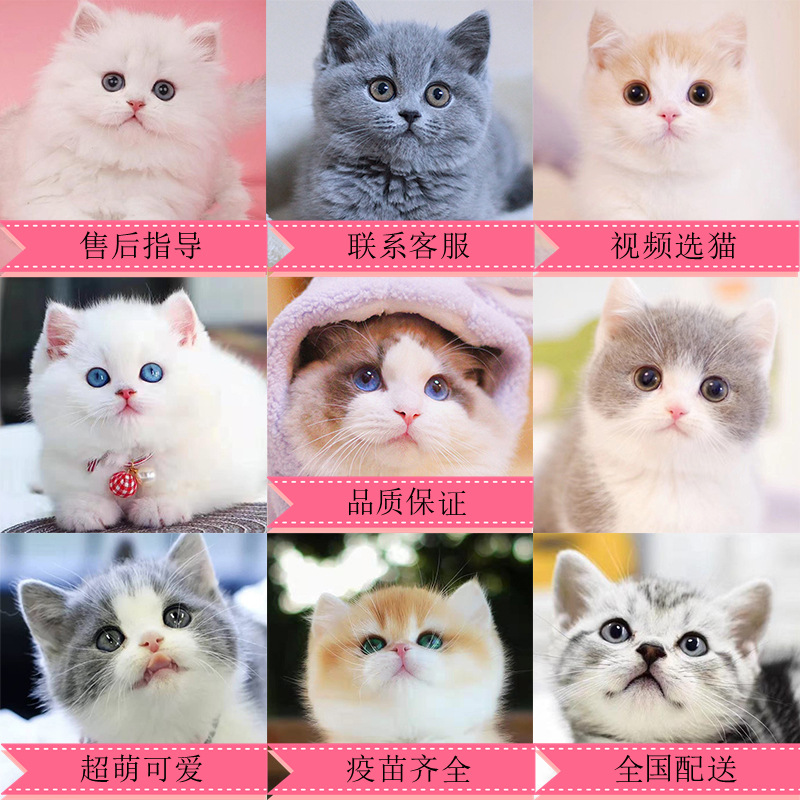 蓝猫幼猫纯种英短美短蓝白银渐层折耳短腿宠物幼体小猫活物定金价|ru