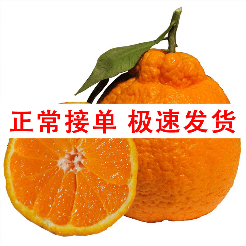 四川不知火醜橘新鮮當季水果應季柑橘醜八怪橘子10斤 5斤壹件代發