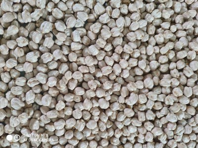 Hypothermia baking Whole grains Mill Chickpea Chickpea wholesale 1 kg wholesale