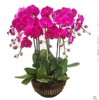 Four Seasons Phalaenopsis Potted Popular Plant Room living room Flower and Plants Four Seasons Four Blossoms Bottom Pot Shipping