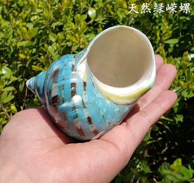 天然超大海螺贝壳海星白珊瑚摆件绿嵘螺鱼缸造景婚庆广告道具收藏|ru