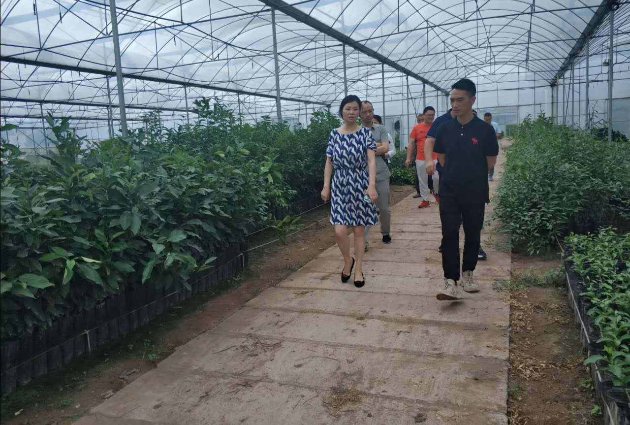 Золотые осенние фрукты 2