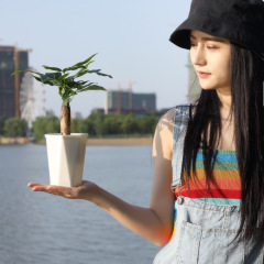 Factory Direct Selling Diamond Automatic Watering Lazy Person Plant Pot New European Simple Wealth Tree Green Plant Plastic Pot Wholesale