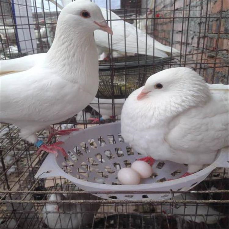 全国三个月的大鼻子观赏鸽价格成对的落地王价格白羽王种鸽出售