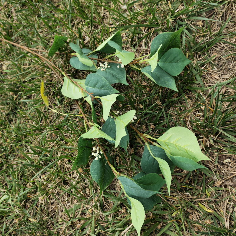 菩提叶2号翠绿色