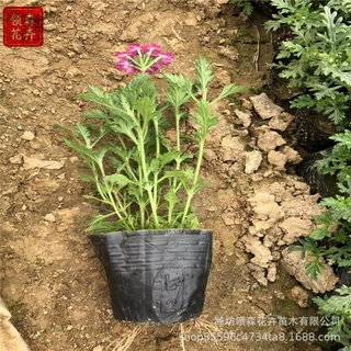 草花美女樱 宿根美女樱 园林绿化花海设计 山东宿根花卉