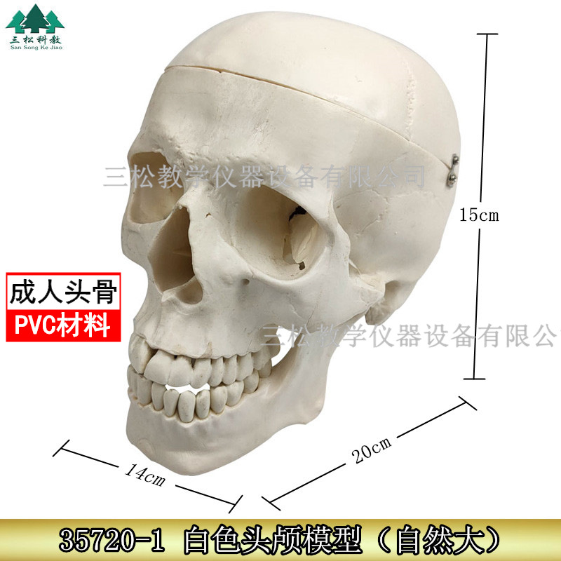 Skull model