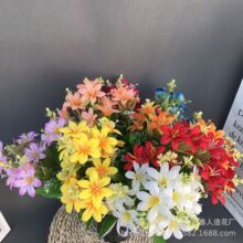 情人草花 情人草花厂家 品牌 图片 热帖 阿里巴巴