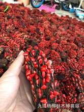 紅花木蓮種子 紅花木蓮樹種子 當年新種子價格