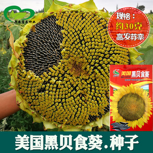 葵花子種子圖片 海量高清葵花子種子圖片大全 阿里巴巴