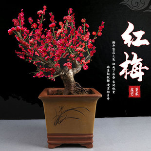 紅梅盆栽圖片- 海量高清紅梅盆栽圖片大全- 阿里巴巴