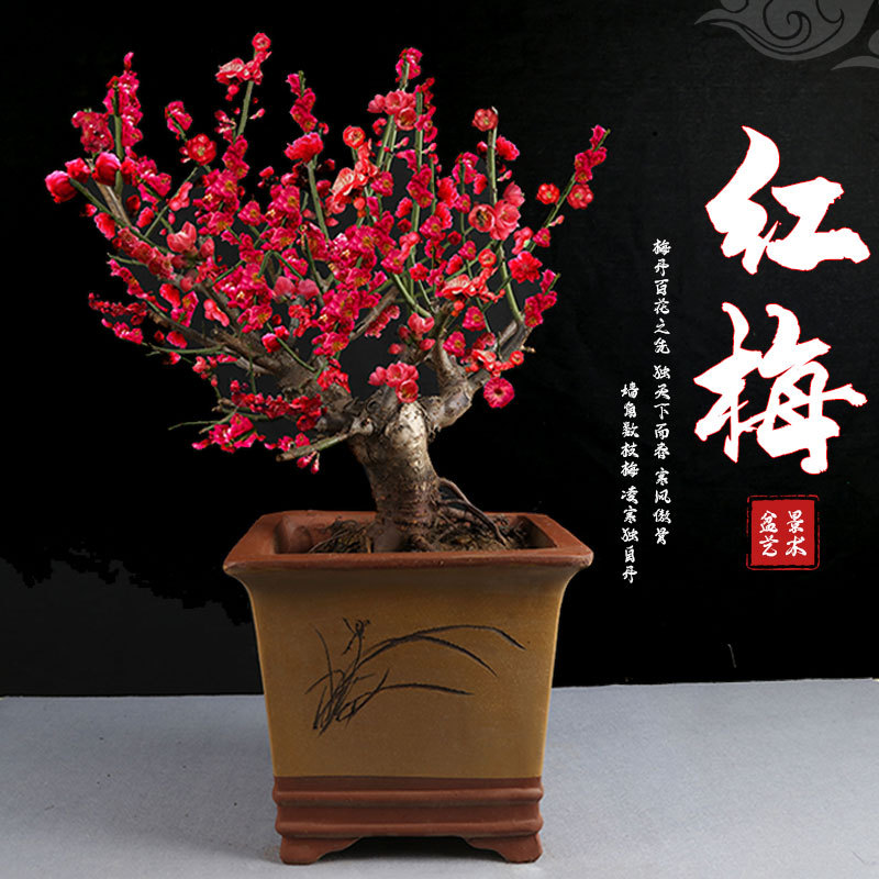 梅花盆栽室内浓香型 素心腊梅盆景红梅老桩 阳台庭院耐寒植物好养
