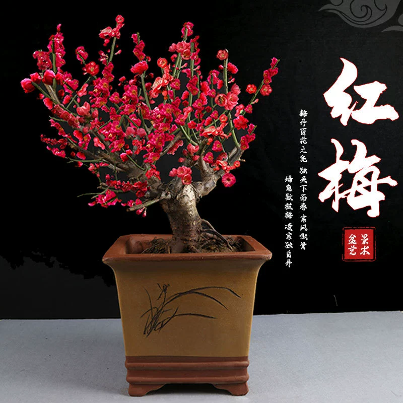 Цветение сливы в горшке Завод в помещении Лучжоу-аромат Обычный химонантус Бонсай Красная Слива Старый ворс Балкон Двор Морозостойкие растения Хорошо для выращивания