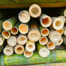 各類品種大量竹竿快速發貨果樹支撐搭架旗桿拖把柄雷竹