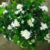 Seedling Base Direct Selling Small Potted Plant Jiulixiang Supply Green Seedlings and Flower Potted Green Plant