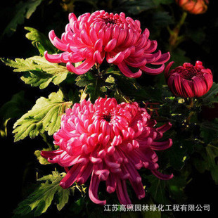 �S؛؛Դֱ���ջ����� �r������ ���ܾGֲ �ջ��� ��������