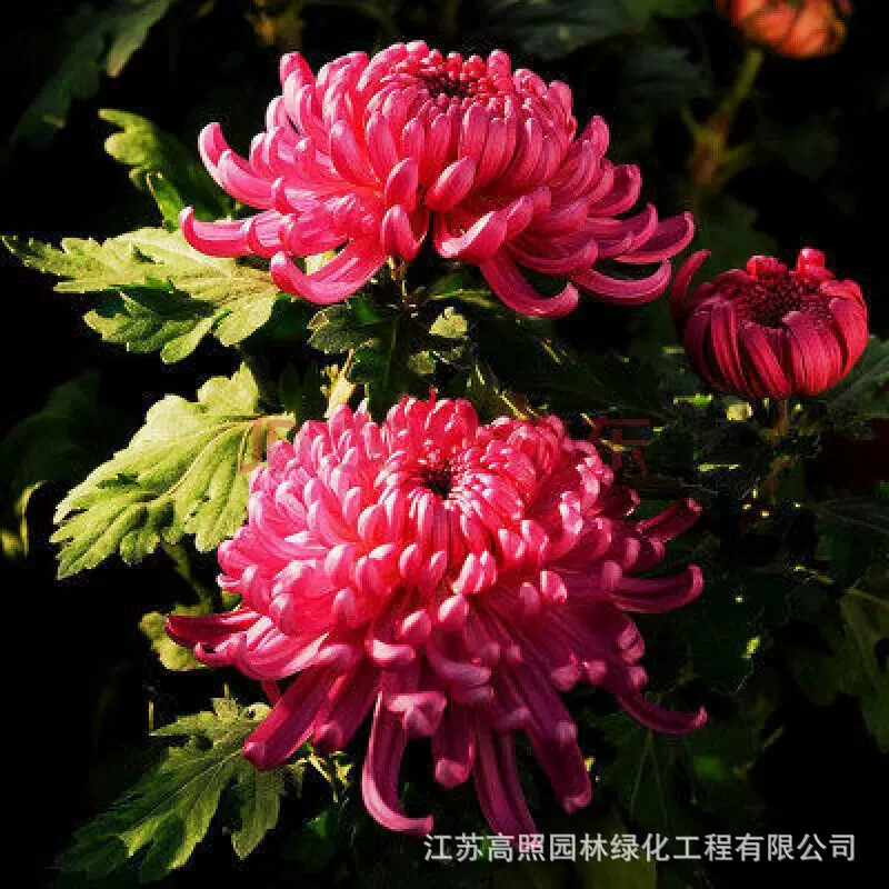 厂货货源直供菊花盆栽 鲜花盆栽 花卉绿植 菊花苗 室外盆栽