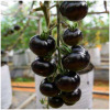 Black tomato seeds small tomato seeds, vegetable seeds wholesale vegetable seed seed seed company four seasons