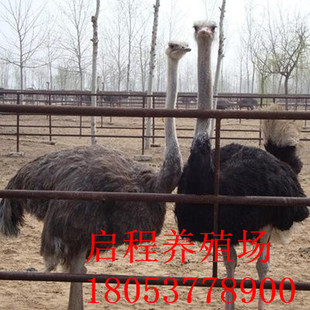 Большая цена на страус взрослые женщины -страусовые страусы саженцы Ge Shandong страус.