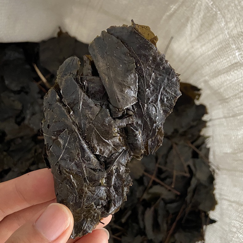 Ku Ding Tea Loose Leaf 500g Bitter Tea Ilex Kudingcha Traditional Herbal Drink in use