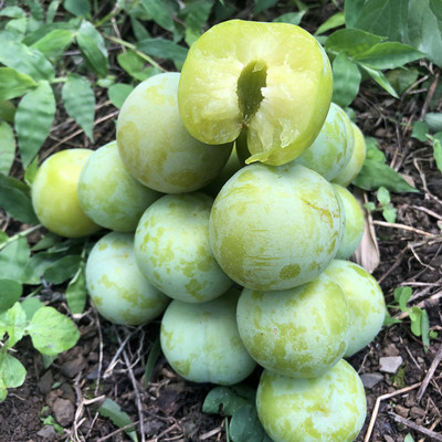 新鲜李子青脆李脱骨李非奈李三华李鸡血李脆红李一件代发诚征分销|ms