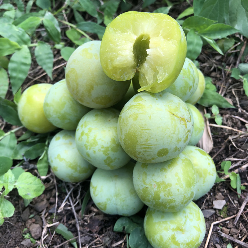 新鲜李子青脆李脱骨李非奈李三华李鸡血李脆红李一件代发诚征分销|ms