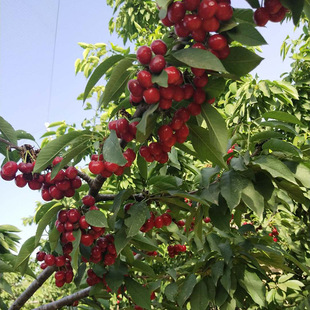 �t������܇���ә����� �������Ҙ��� �̓�����_˹8̖������