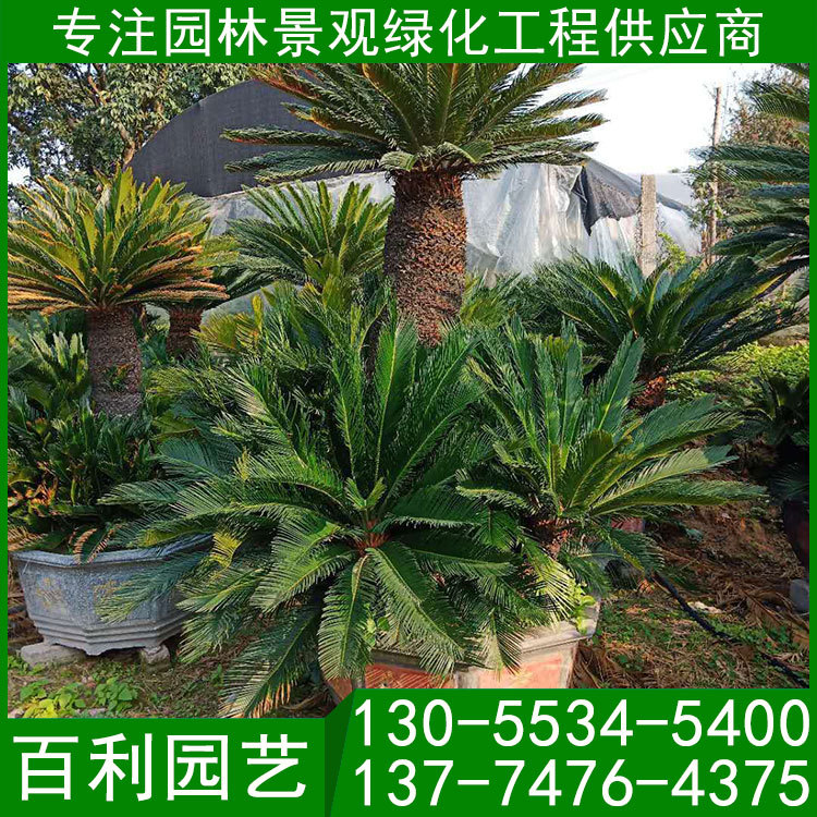 苏铁(铁树)-(5).jpg