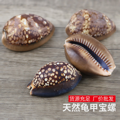 natural Small conch shell Rare Shells Po Lo Collection specimen technology Jewelry Handle piece fish tank Landscaping wholesale