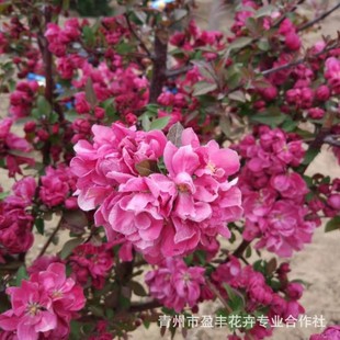 ���z�������Ę䴹�z������������ͥԺ���ԾG����ľ�L����