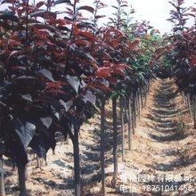 绿化苗基地批发 速生紫叶李 红叶李 树苗 产地优惠价格 彩叶苗木