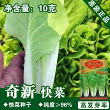 快菜种子快菜籽小白菜籽蔬菜种子青菜绿秋季菜籽孑籽种冬季菜种籽